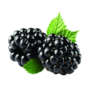 Blackberry PNG-26560